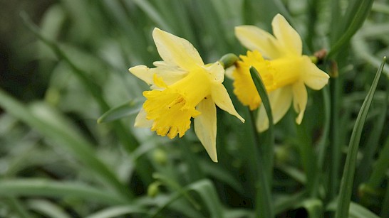 Wilde narcis - foto Stefan Pronk